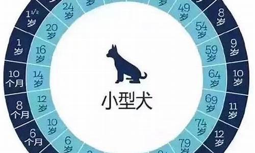 如何根据宠物的年龄选择猫狗粮(宠物猫年龄怎么算)